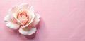 A single pale pink rose blossom rests gently on a soft pink lined background, creating a serene and delicate image perfect for Royalty Free Stock Photo