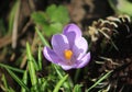 Single pale purple crocus in sunlight Royalty Free Stock Photo