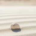 A single, pale seashell rests on rippled, fine-grained sand, likely on a beach Royalty Free Stock Photo