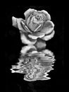 Single pale white rose on a black background reflected in a rippling water effect Royalty Free Stock Photo
