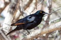 Single Pale-winged Starling, Namibia