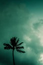 Single Palm Against Tropical Sky Royalty Free Stock Photo