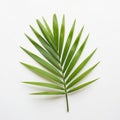 Single palm leaf isolated on white background Royalty Free Stock Photo