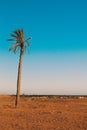 Single palm in Sahara Africa