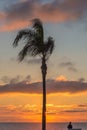 Single palm at sunset with a person looking out to sea