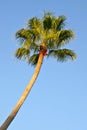 Single palm tree