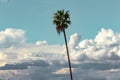 Single palm tree against blue sky and fluffy cumulus, nimbus, storm clouds Royalty Free Stock Photo