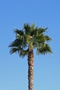 Single palm tree against blue sky Royalty Free Stock Photo