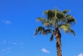 Single Palm Tree Against a Blue Sky - Wide Shot Royalty Free Stock Photo