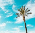 Single palm tree against the clear blue turquoise sky Royalty Free Stock Photo