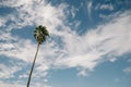 Single Palm Tree Against Sky Royalty Free Stock Photo