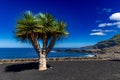 Single palm tree on the beach on the Atlantic Ocean wild vegetation Tenerife Royalty Free Stock Photo