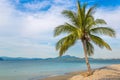 Single palm tree on beach Royalty Free Stock Photo