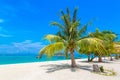 Single palm tree on beach Royalty Free Stock Photo