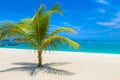 Single palm tree on beach Royalty Free Stock Photo