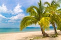 Single palm tree on beach Royalty Free Stock Photo