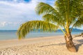 Single palm tree on beach Royalty Free Stock Photo