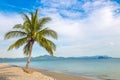 Single palm tree on beach Royalty Free Stock Photo