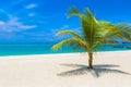 Single palm tree on beach Royalty Free Stock Photo