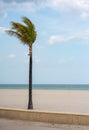 Single palm tree on the beach vertical composition Royalty Free Stock Photo