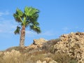 Single palm tree on beige stony dry underground with blue cloudy sky Royalty Free Stock Photo