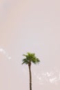 Single Palm Tree Royalty Free Stock Photo