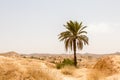 A single palm tree in the city of Matmata, Tunisia, Africa