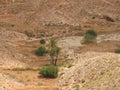 A single palm tree in the city of Matmata, Tunisia, Africa