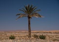 Resilient Single Palm Tree in Morrocan Desert Royalty Free Stock Photo