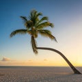 Bending Palm Tree on a Sandy Beach at Sunset with Clear Blue and Orange Sky ocean Royalty Free Stock Photo