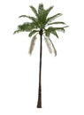 Single Palm Tree