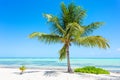 Single palm tree in exotic tropical beach