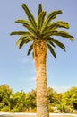 Single palm tree facing a beautiful Royalty Free Stock Photo