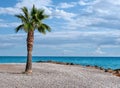 Single palm tree on Moncofa beach Royalty Free Stock Photo