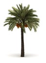 Single Palm Tree