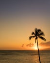 Single palm tree in silhouette in sunset off Maui