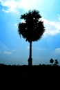 Single palm tree
