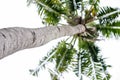 Single palm tree with ske background