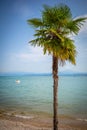 Single palm tree stands on the shore of Lake Garda Royalty Free Stock Photo