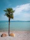 Single palm tree stands on the shore of lake Garda in Italy Royalty Free Stock Photo