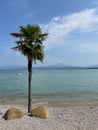 Single palm tree stands on the shore of lake Garda in Italy Royalty Free Stock Photo