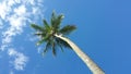 Single palm tree against blue sky and clouds Royalty Free Stock Photo