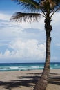 A single palm tree swaying in the breeze against multi colored ocean waters in Ft.Lauderdale, Florida. Royalty Free Stock Photo