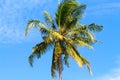 Single palm tree top in sky. Sunny day in tropical island. Exotic nature scenery. Royalty Free Stock Photo