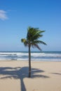 Single palm tree on tropical beach Royalty Free Stock Photo