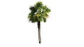 Single Palmetto palm tree