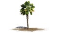 Single Palmetto palm tree