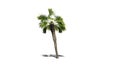 Single Palmetto palm tree Royalty Free Stock Photo