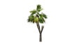 Single Palmetto palm tree Royalty Free Stock Photo