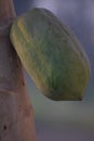 Single papaya Carica papaya fruit of Nepal